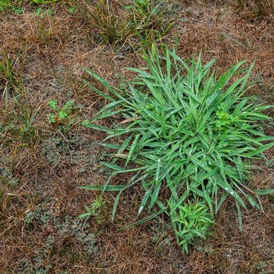 Green plant with dew drops in dry grass area.