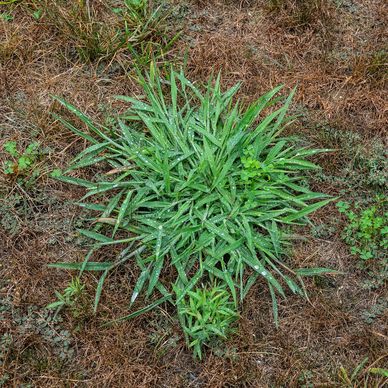 Green plant with dew drops in dry grass area.