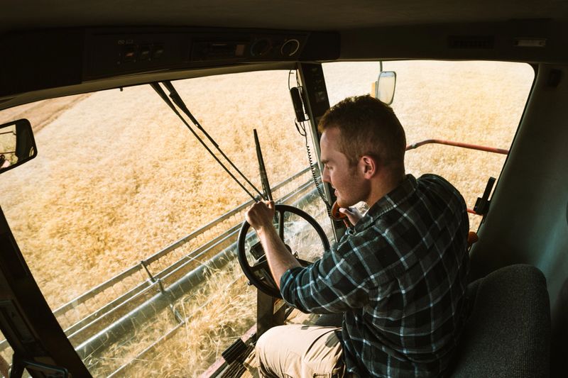 An interior shot of a large combine grain harvester collecting ripe whole wheat berries, the driver focusing intently on the crop.