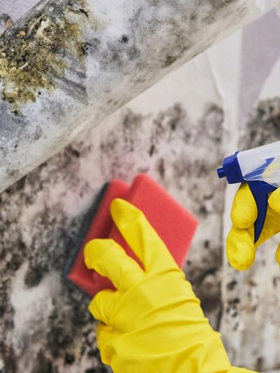 Person in yellow gloves providing mold remediation by cleaning moldy wallpaper with spray and sponge.