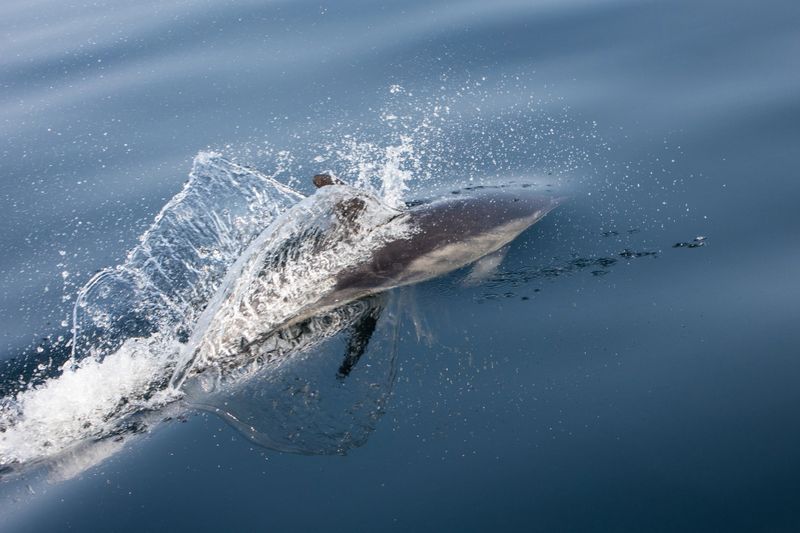 A Short-Beaked Common dolphin, Delphinus delphis, swims in the north Atlantic Ocean off Cape Cod, Massachusetts. These quick, agile cetaceans are almost always found in pods and feed on small fish.