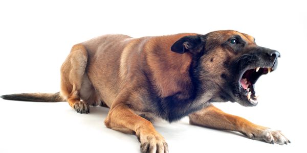 Aggressive dog growling with bared teeth.