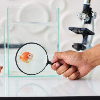 Hand holding magnifying glass over goldfish in aquarium.