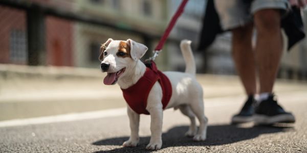 Small dog on a leash outdoors.