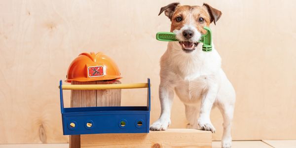 A dog holding a green toy wrench next to a toy toolbox and helmet.