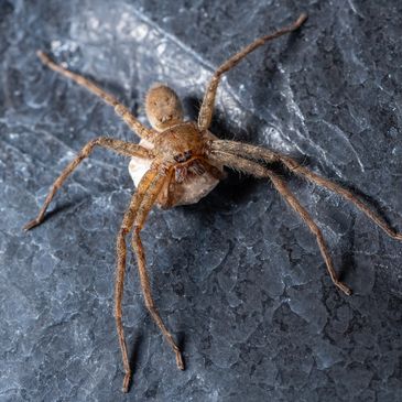 Brown spider on a textured dark surface.