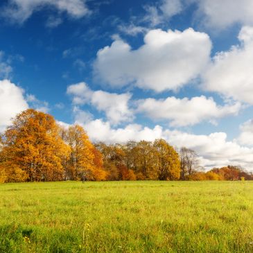 Heart-shaped cloud in a bright blue sky over autumn trees.