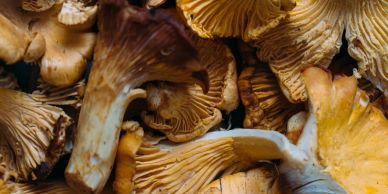 Close-up of fresh chanterelle mushrooms.