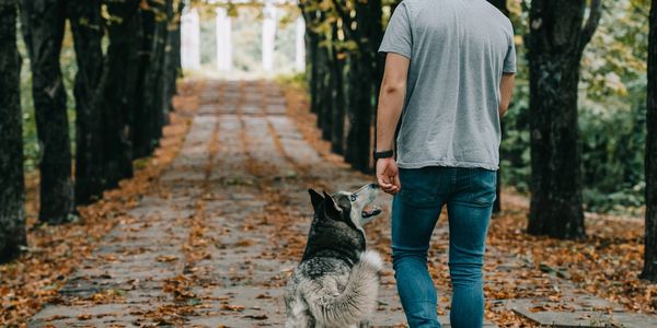 Dog on its way to learning what the rules of engagement will be.