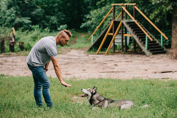 man in park teaching his dog to lay down