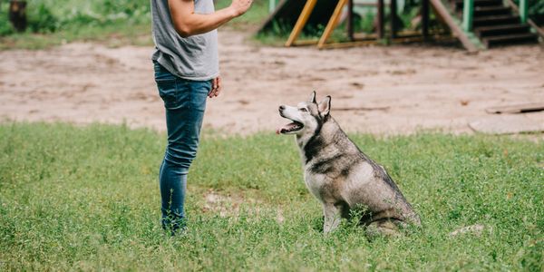 Man training a sitting Husky dog outdoors with a hand signal.