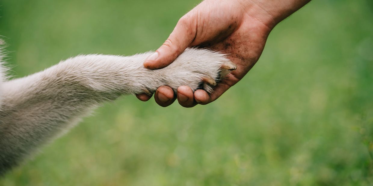 A human hand gently holding a dog's paw outdoors.
