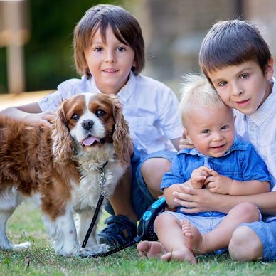 Three Cavalier puppies sitting in a row on a wooden porch. Cavalier Puppies for sale near me