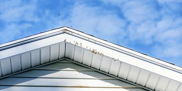 Bees on home