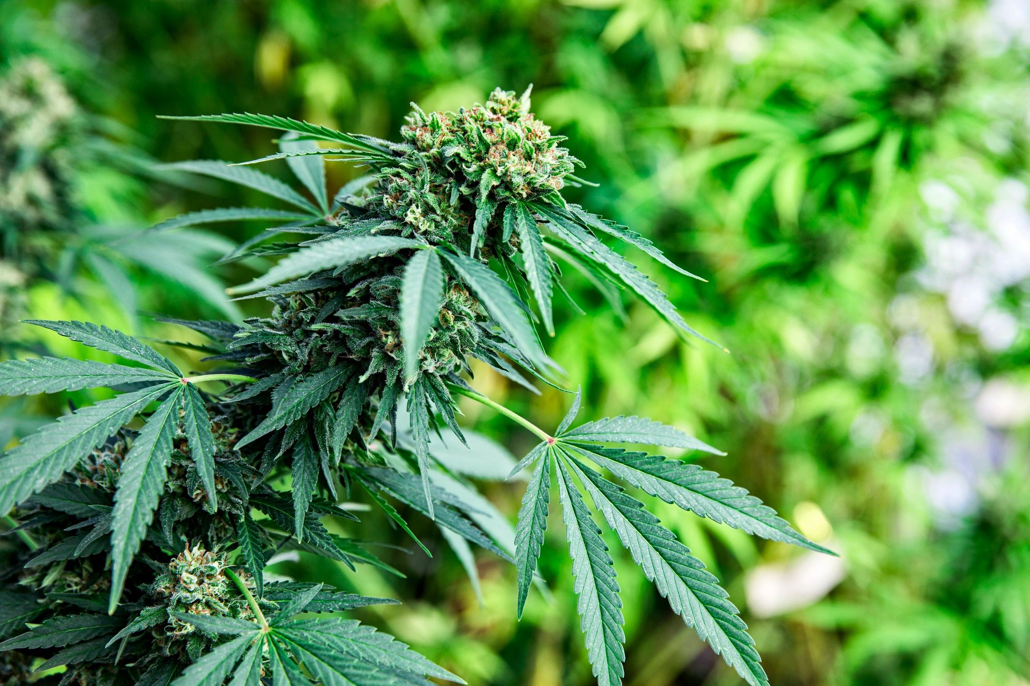 South Dakota residential weed growing help