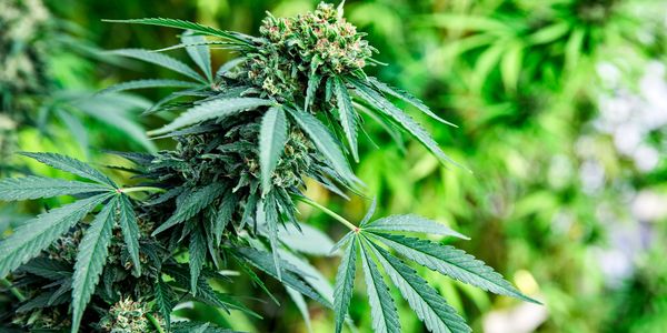 Close-up of a cannabis plant flowering.