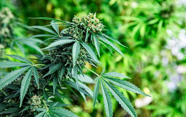 Happy Hemp Organics, LLC