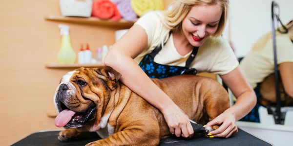 groomer 