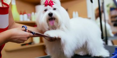 pet sitting, senior care, 757 senior business, senior services, affordable senior help, dog walking