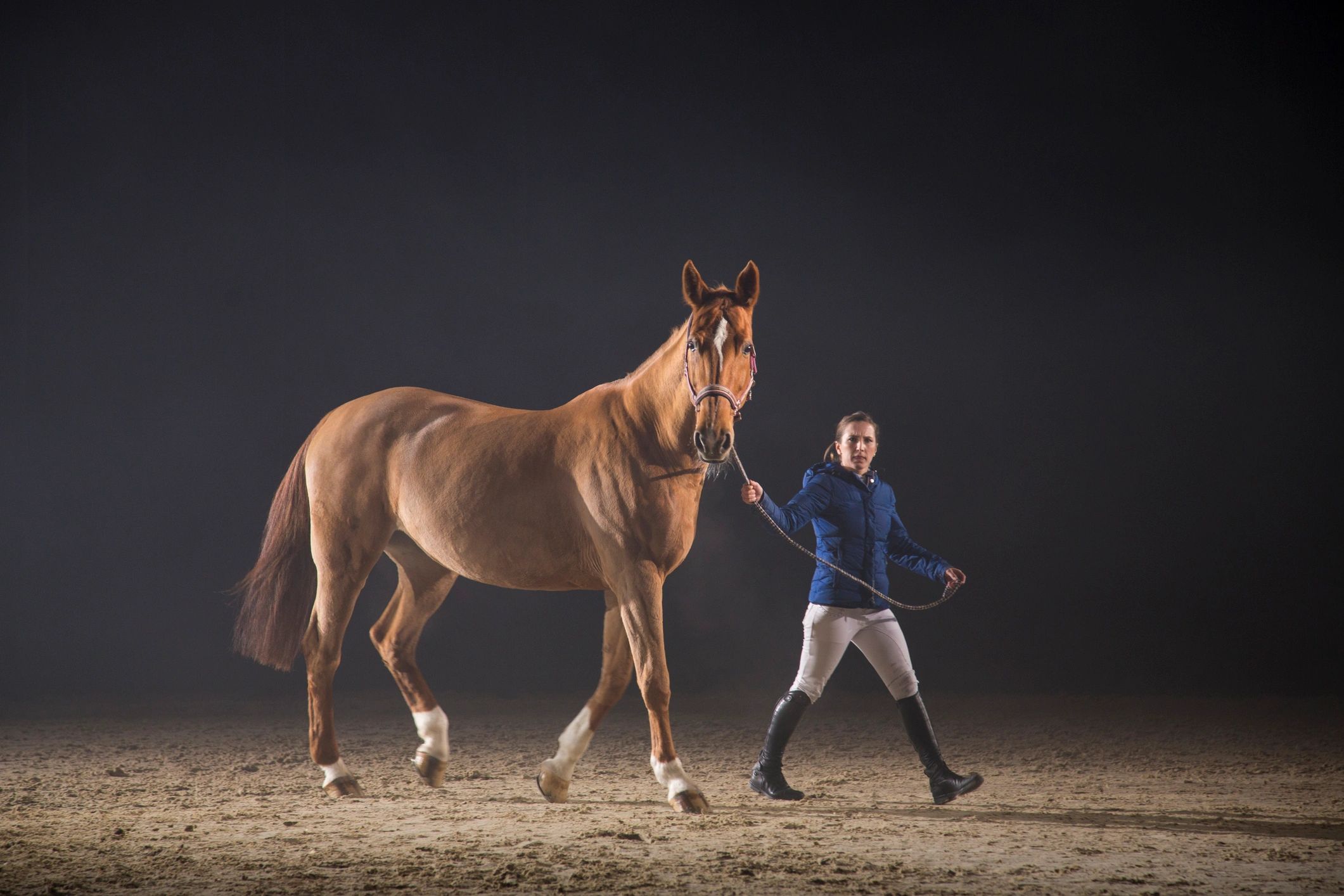 Mastering Modern Horse Training: Techniques and Insights