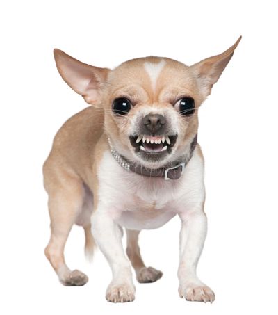 Angry Chihuahua baring teeth aggressively.