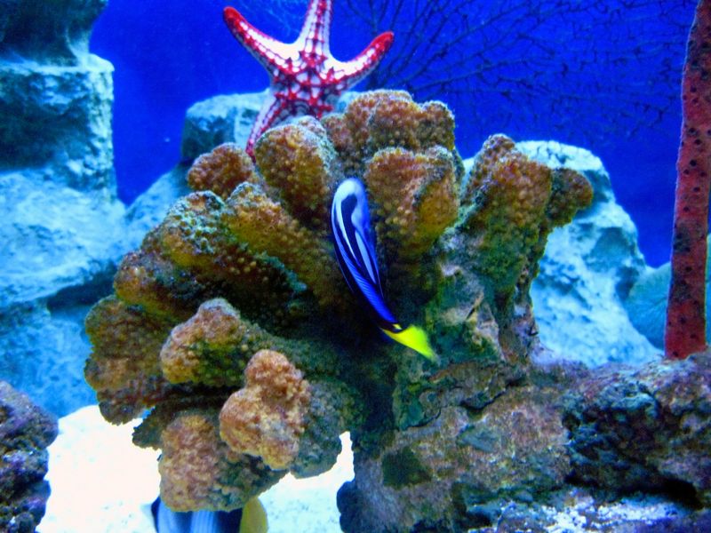 Tropical exotic fishes and sea star underwater