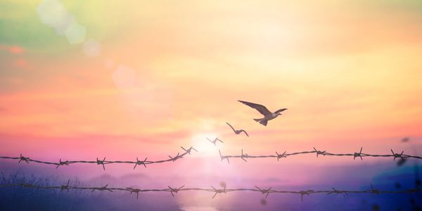 Birds flying over barbed wire at sunset with colorful sky | Breaking Free