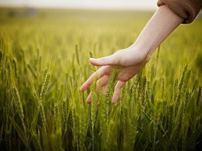 Hand gently touching green wheat in a field.
