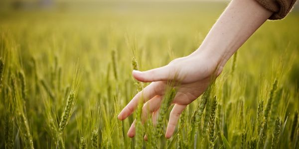 Hand gently touching green wheat in a field.