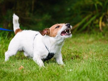 A small dog barking aggressively on a leash in a grassy area.