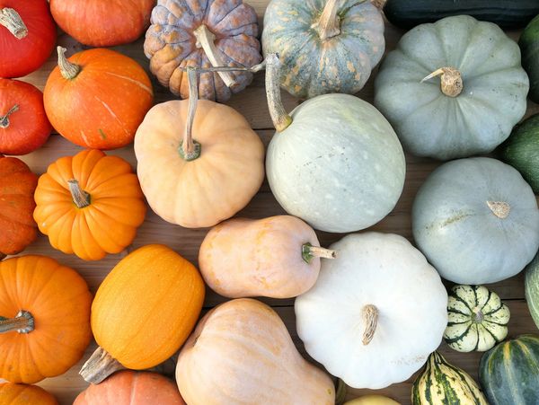 Platinum Porches - Pumpkin Delivery Service