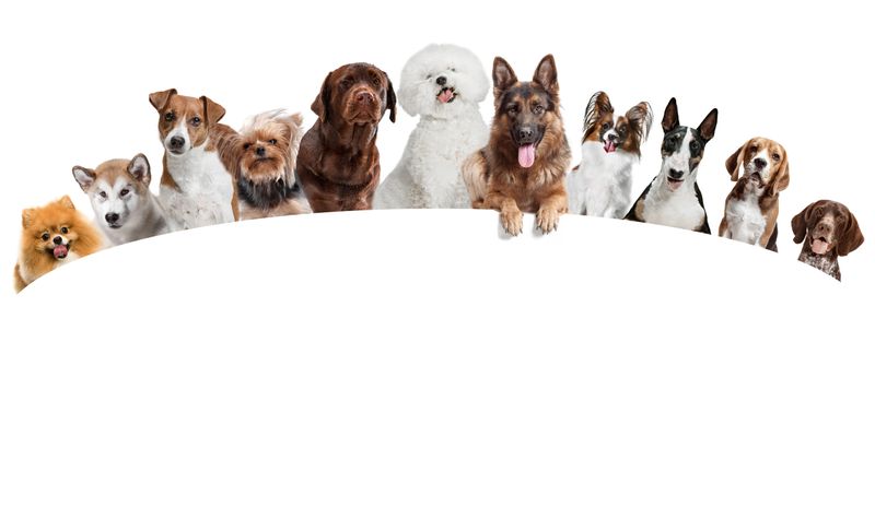 Differents dogs looking at camera isolated on a white studio background