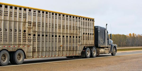 A livestock truck parked on the side of a highway.