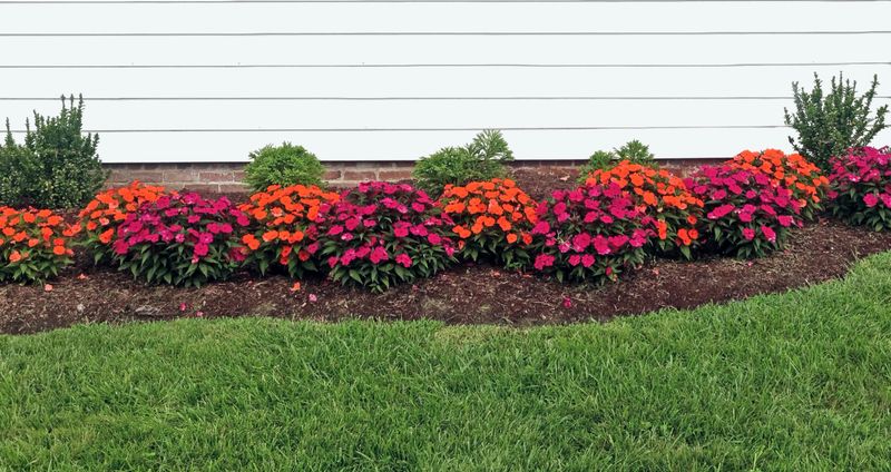 Red and orange summer impatiens bordering home with green grass in foreground.