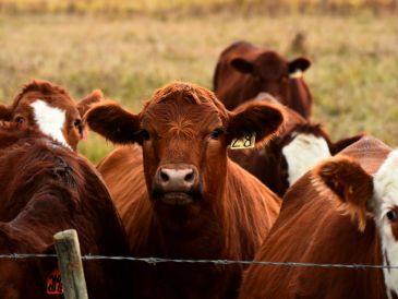A group of brown cows in a field.