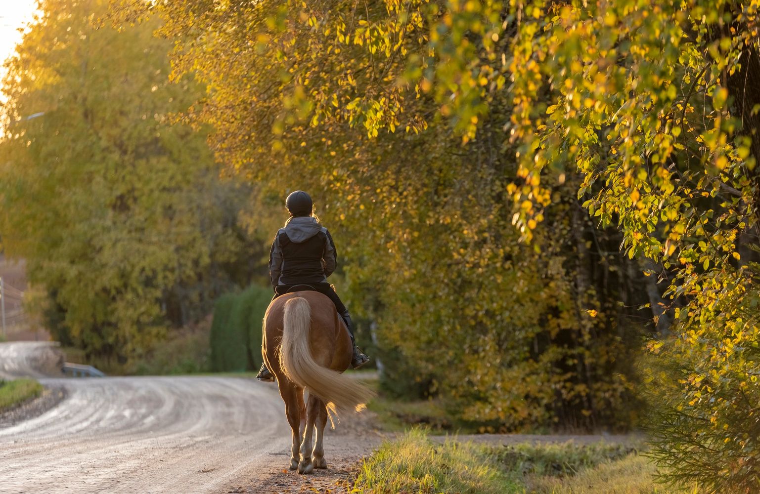 Person riding a horse down a tree-lined, sunlit path in autumn.