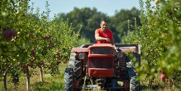 A man drives a red tractor through an apple orchard on a sunny day.