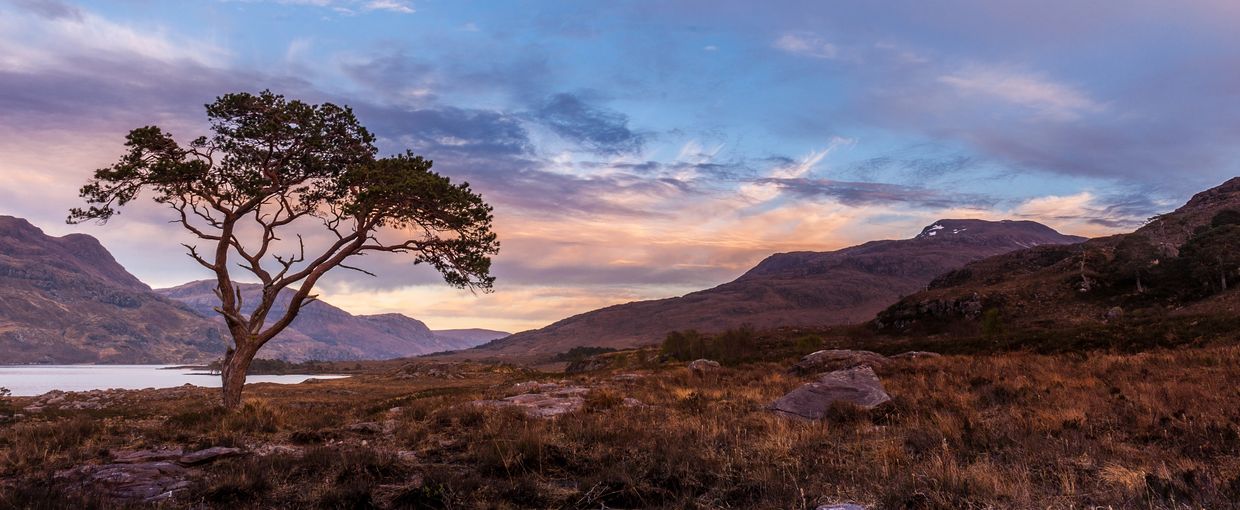 Solitary tree in a mountainous landscape at sunset.