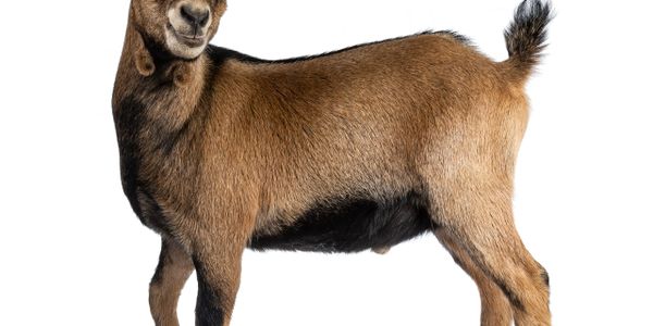 Brown goat standing on white background.