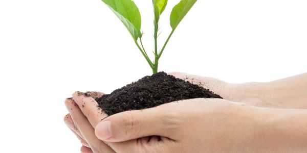 A small plant held in a woman's hands, embedded in black soil.