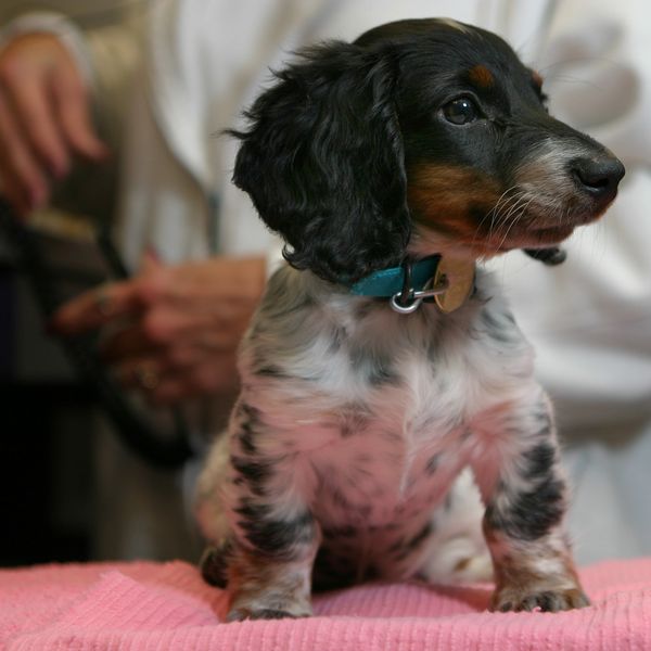 Adorable black and white puppy with a teal collar sitting on a pink blanket.