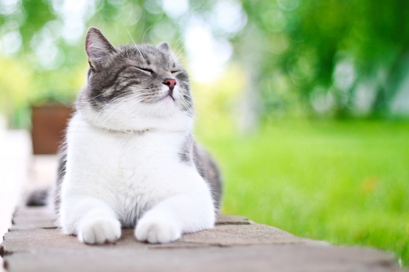 Cute cat enjoying his life outdoors.