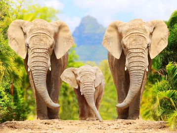 Two large elephants with a baby elephant in the middle