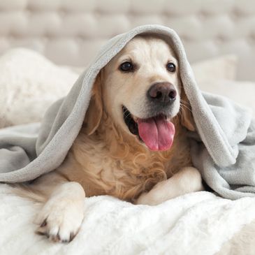 Golden retriever dog happily lying under a gray blanket on a cozy bed.