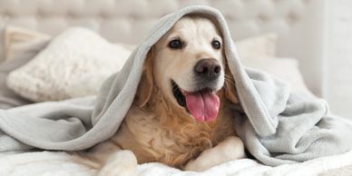 Happy dog relaxing in clean home after weekly dog poop pickup service