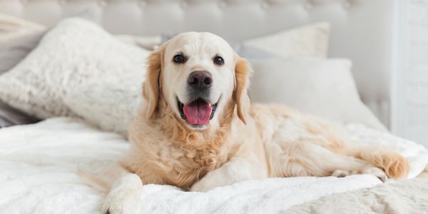 Golden retriever happily resting on a cozy bed.