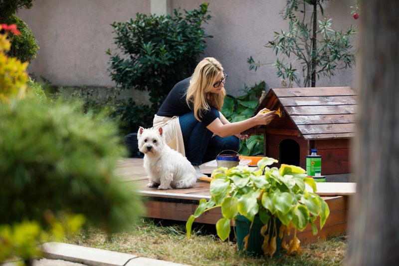 Mature woman building dogs house for her dog