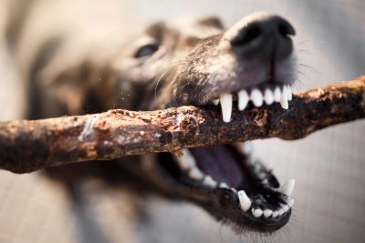 Dog biting a stick.
