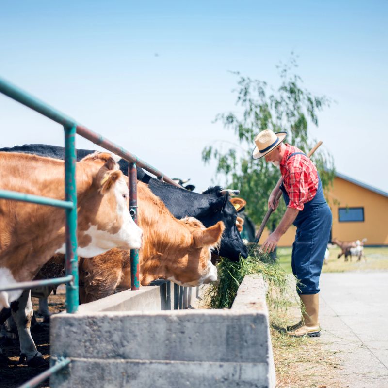 Male rancher in a farm