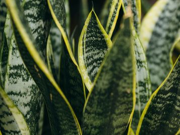 Close-up of snake plant leaves with yellow edges and green patterns.